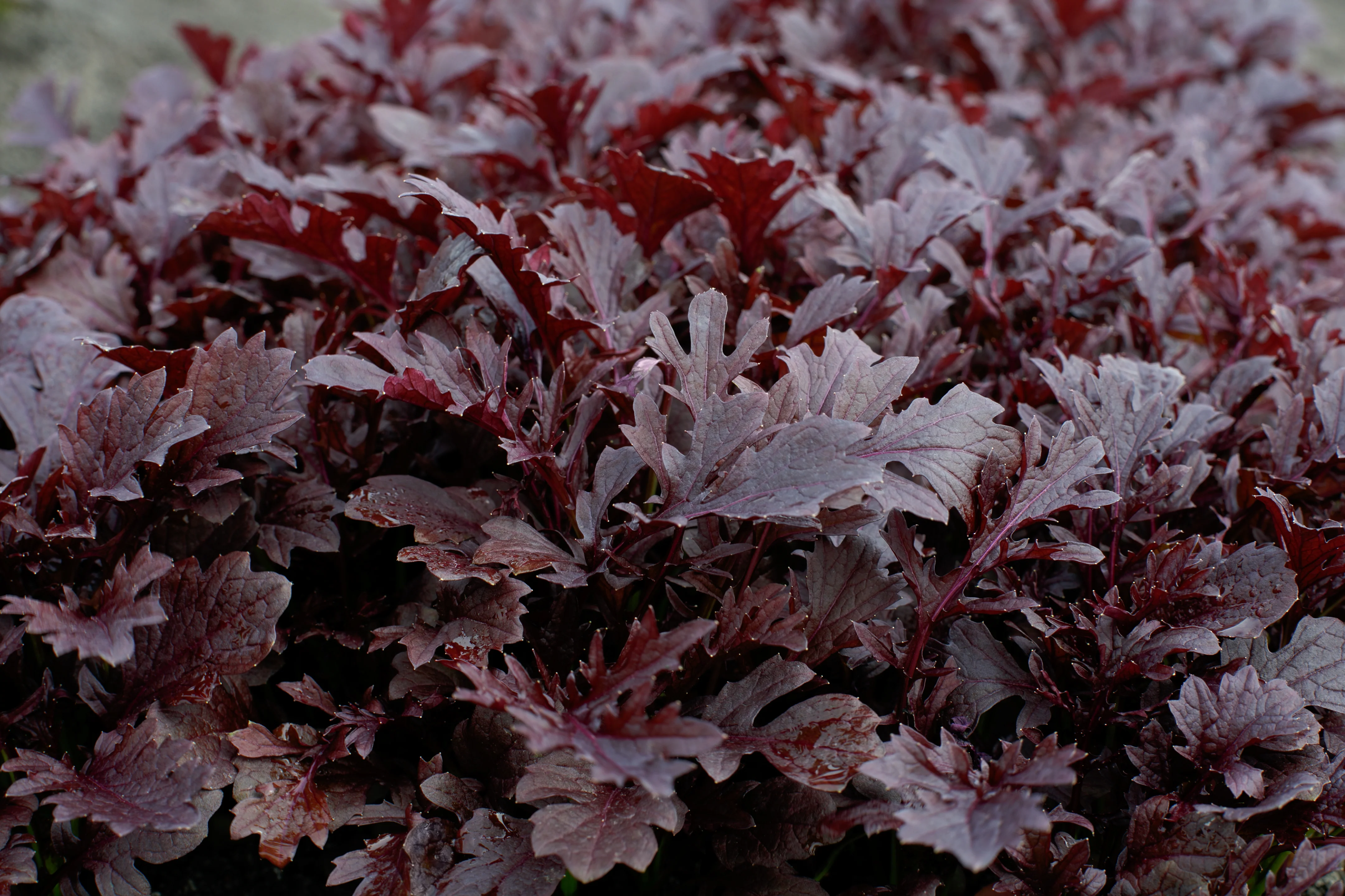 Miz America Hybrid Mizuna Seeds - Image 4