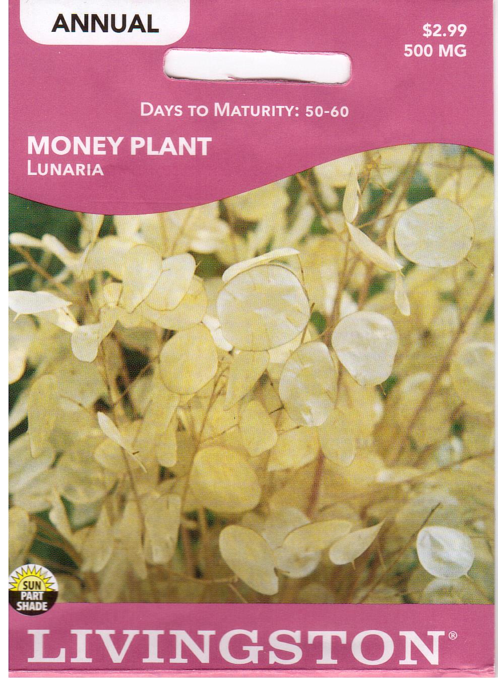 Money Plant, Lunaria