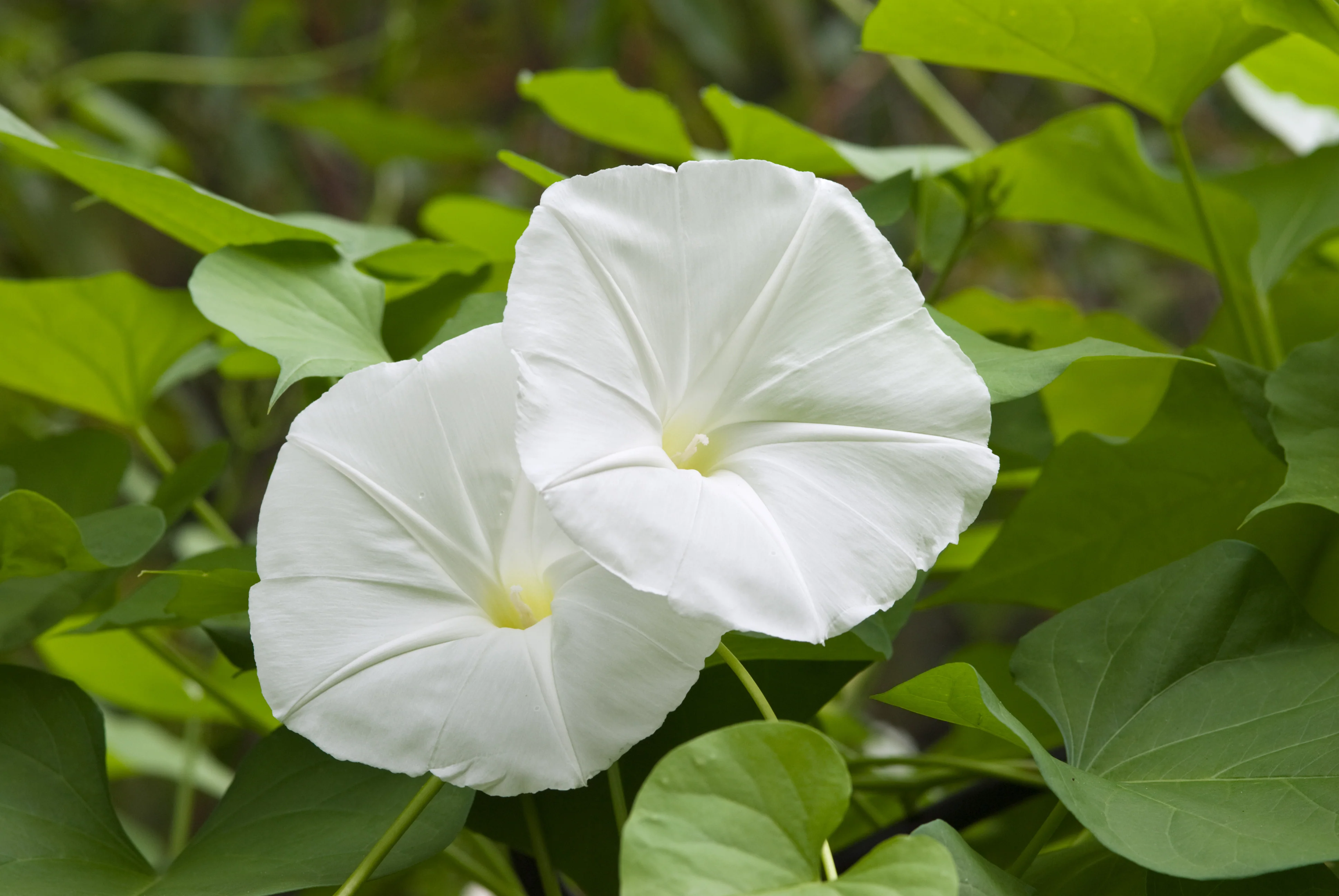 Moonflower Seeds