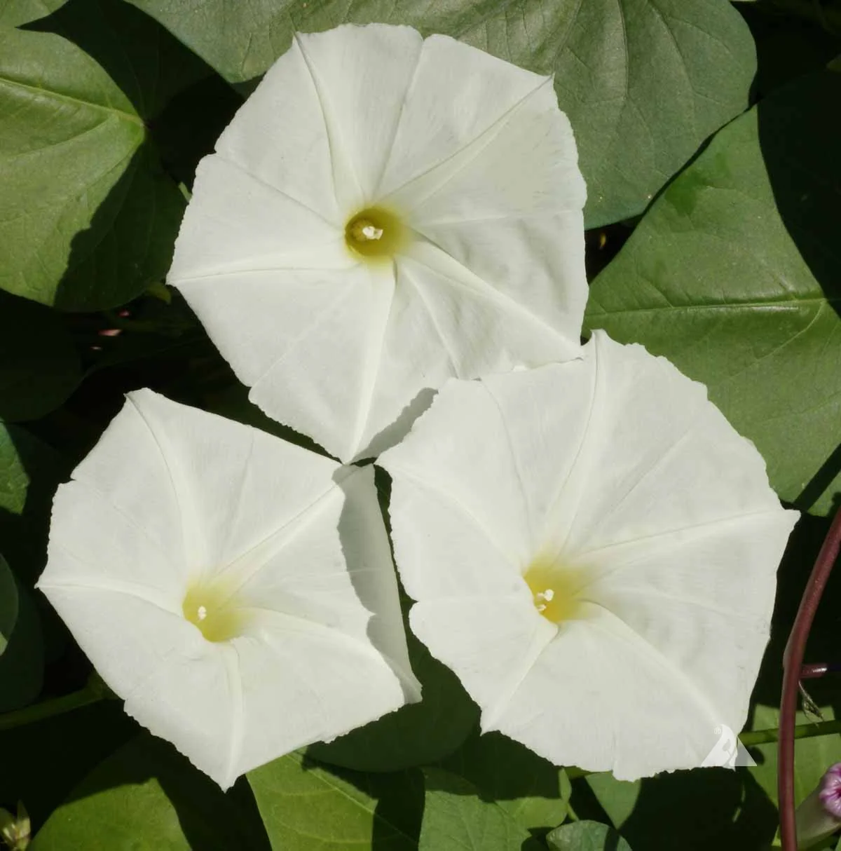 Moonflower Seeds - Image 2