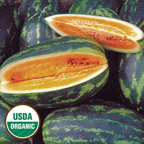Mountain Sweet Yellow Watermelon