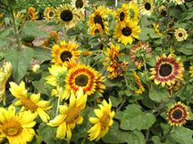 Music Box Sunflower