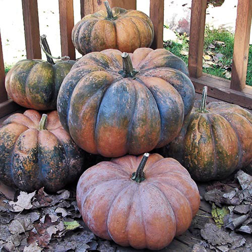 Musquee De Provence Squash Pumpkin