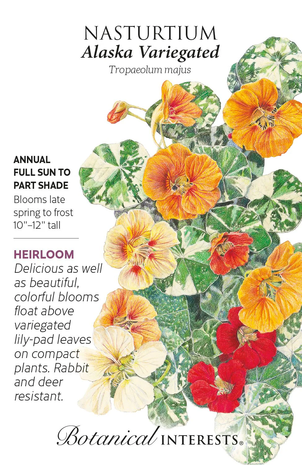 Alaska Variegated Nasturtium