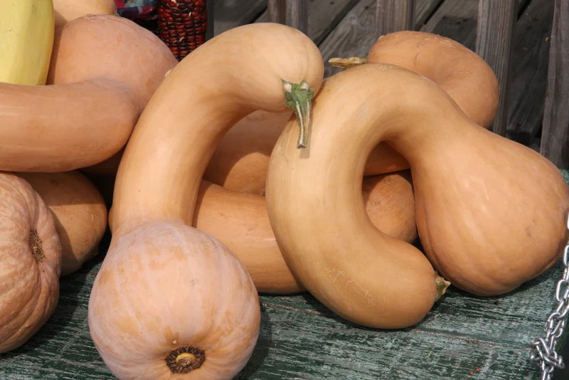 Neck Pumpkin (1 Lb)