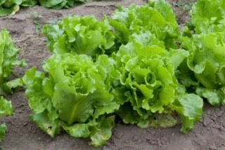 Nevada Batavian Lettuce Seeds