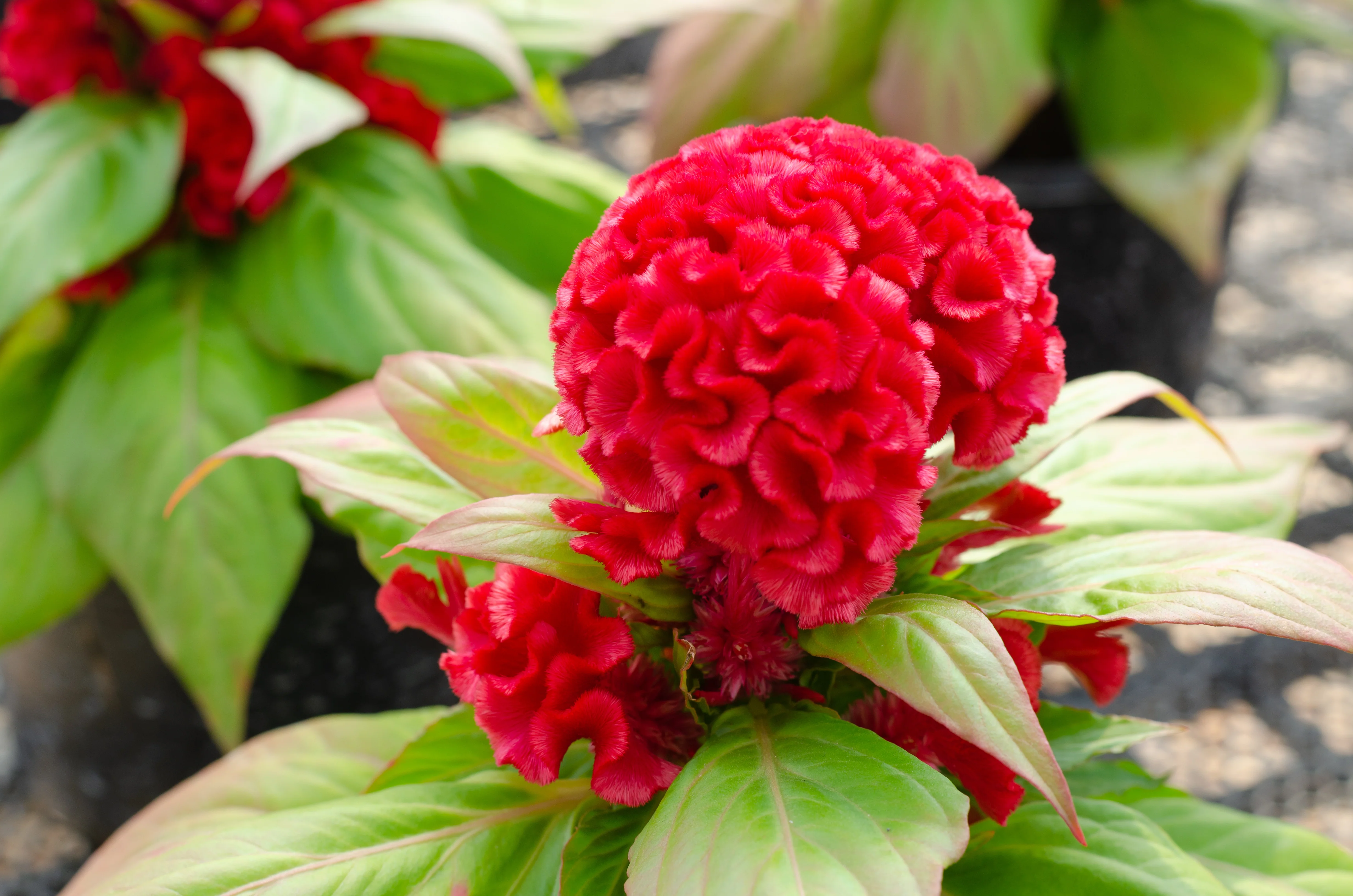 New Scarlet Red Celosia Seeds
