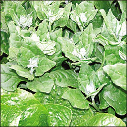 New Zealand Spinach - Image 2