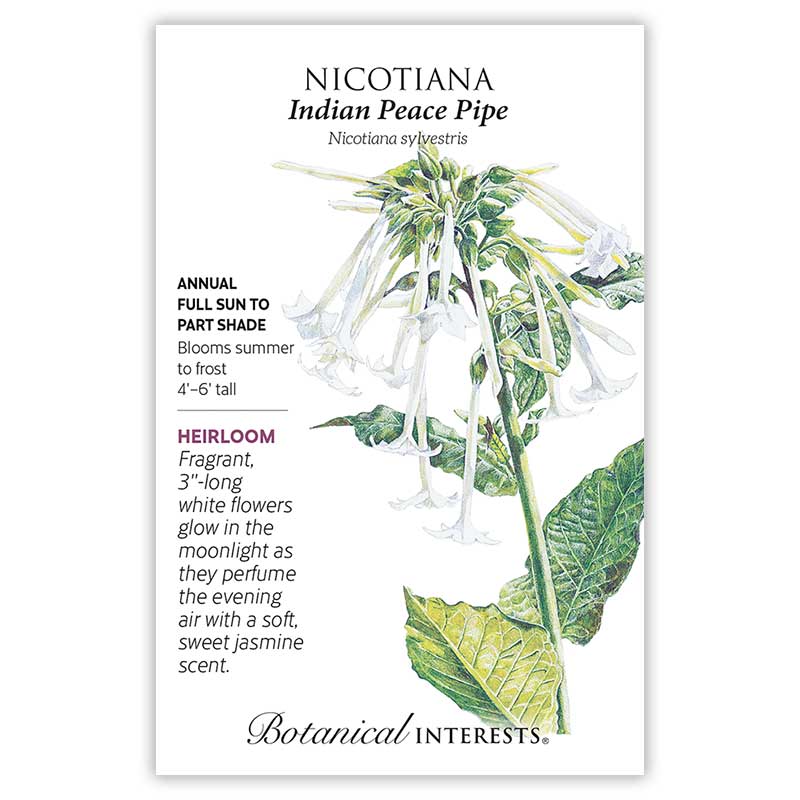 Indian Peace Pipe Nicotiana