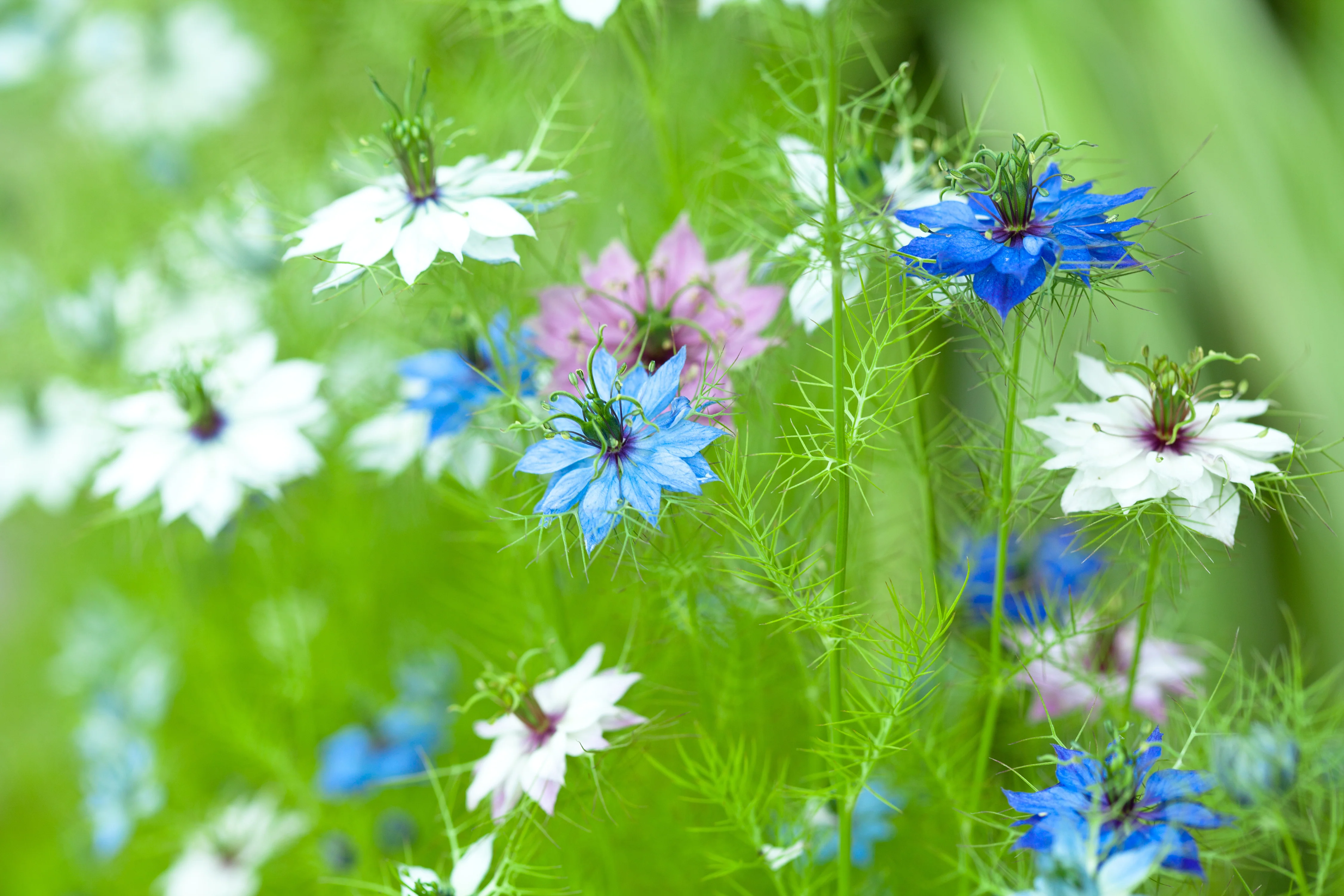 Nigella Love-in-a-mist Seeds