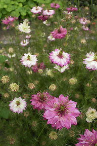 Mulberry Rose Nigella
