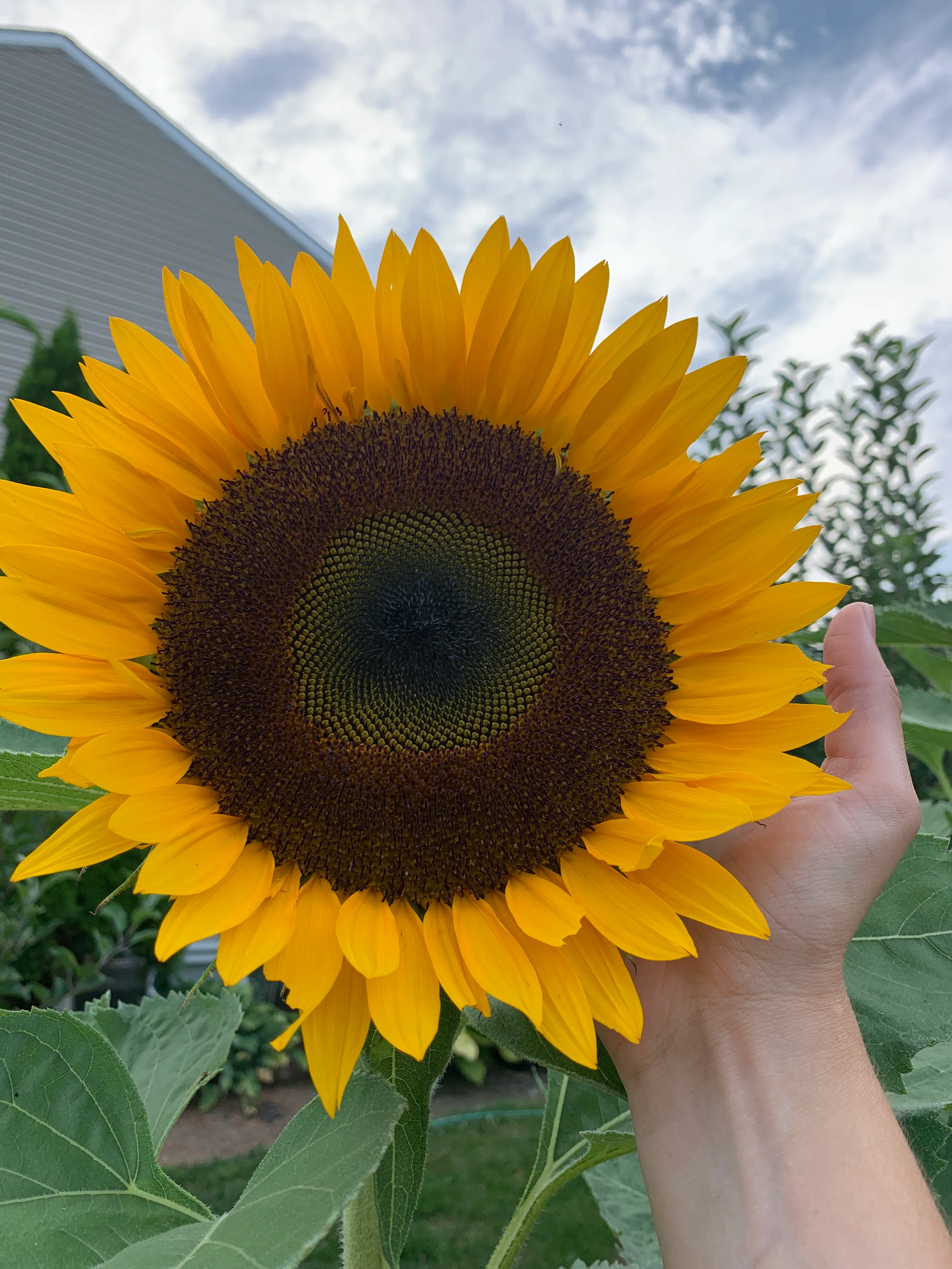 Oil Type Hybrid Sunflower Seeds