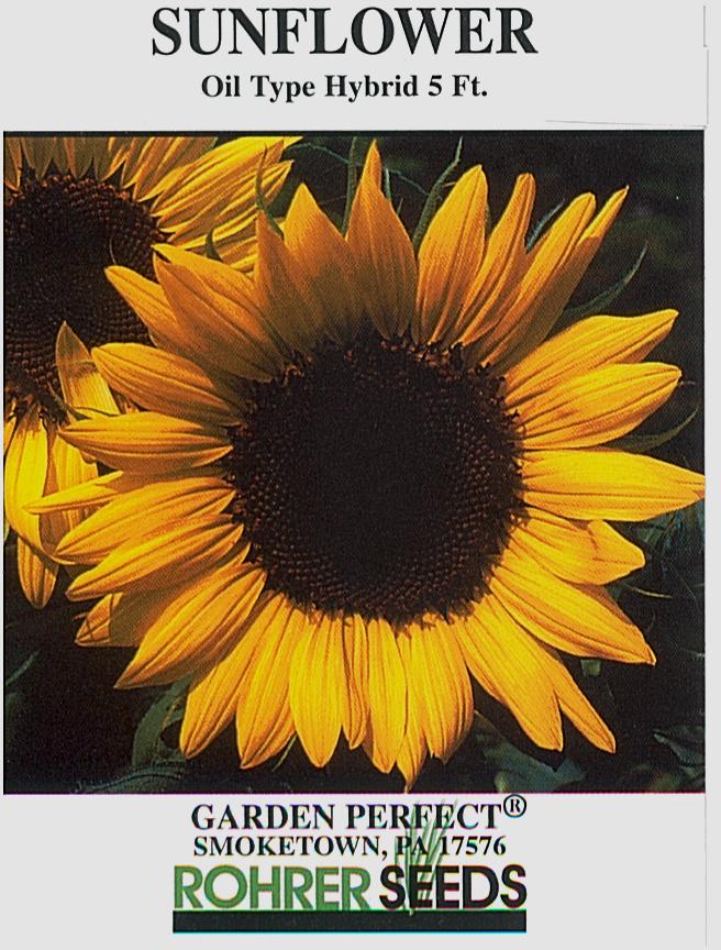Oil Type Hybrid Sunflower Seeds - Image 2
