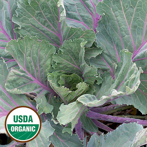 Ole Timey Blue Collards