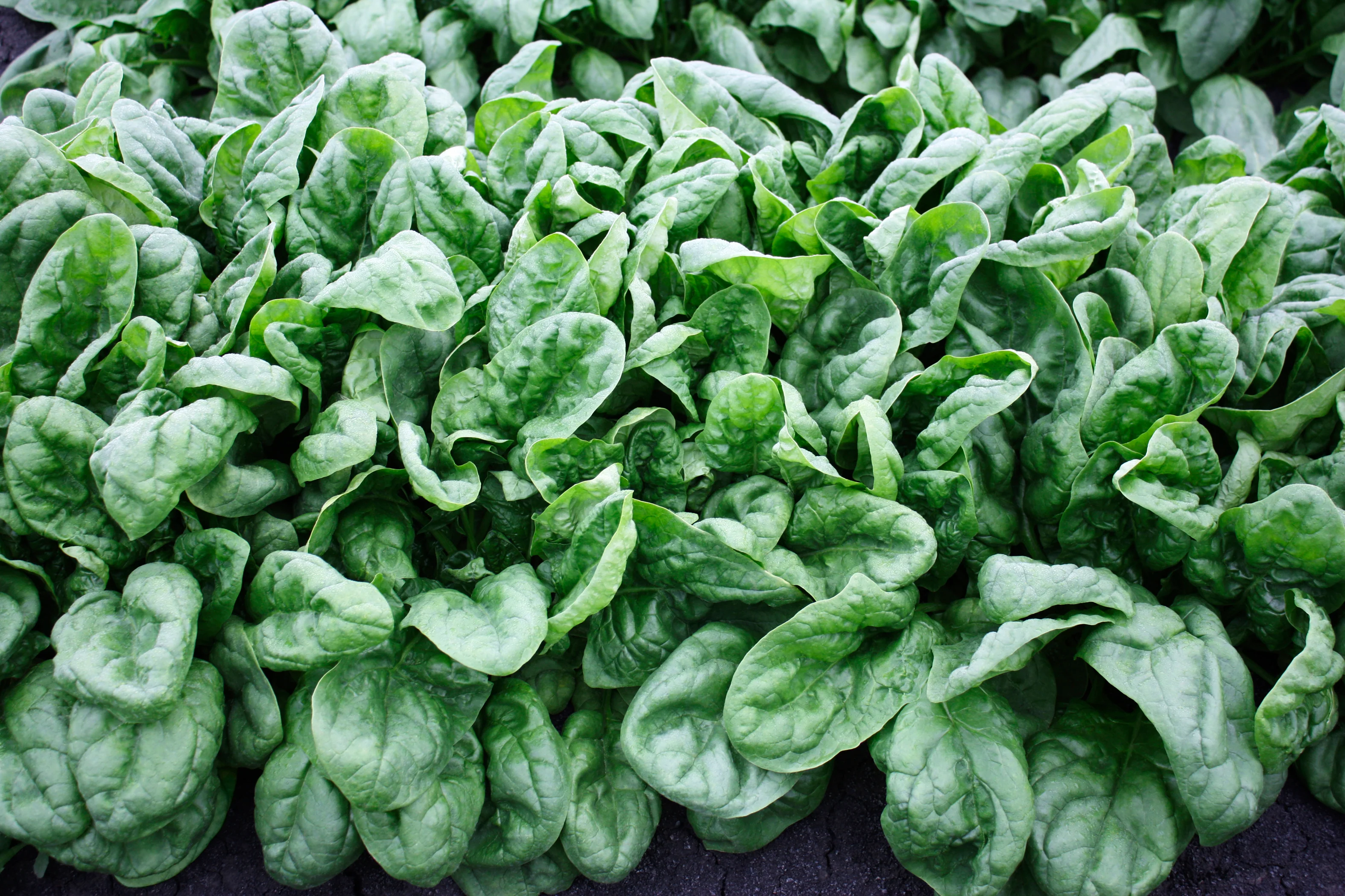 Olympia Hybrid Spinach Seeds