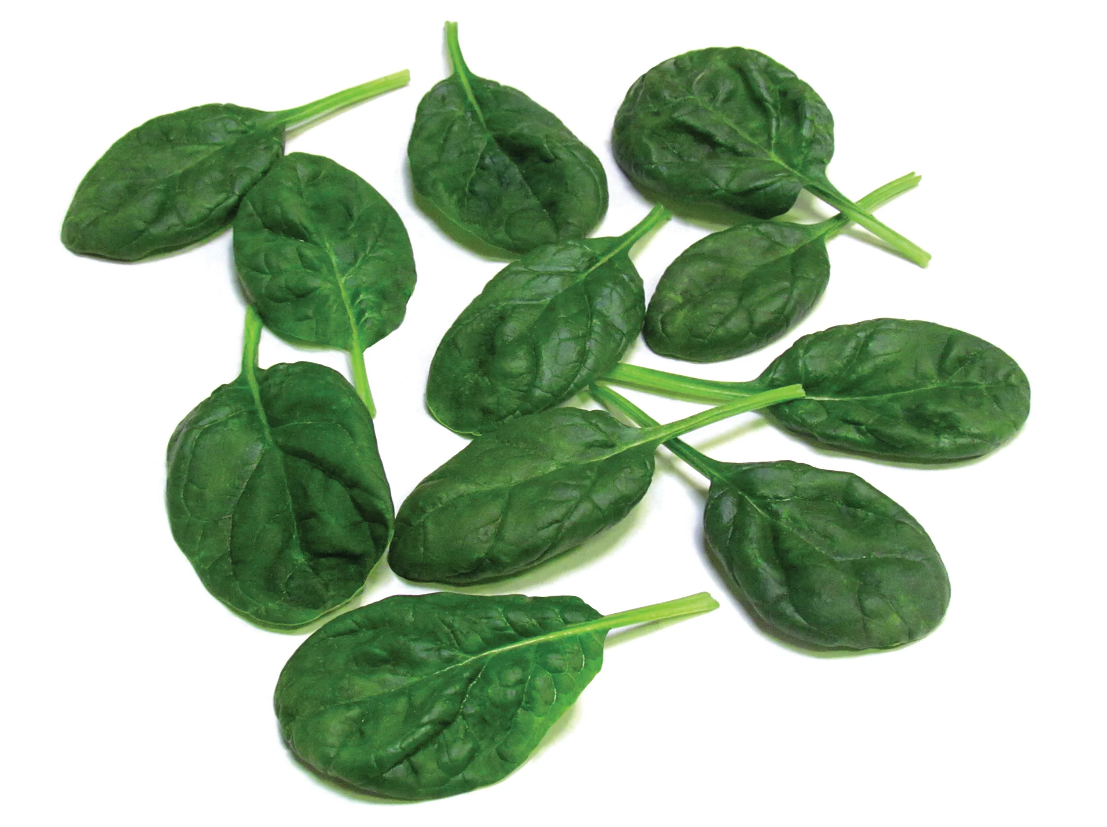 Olympia Hybrid Spinach Seeds - Image 2