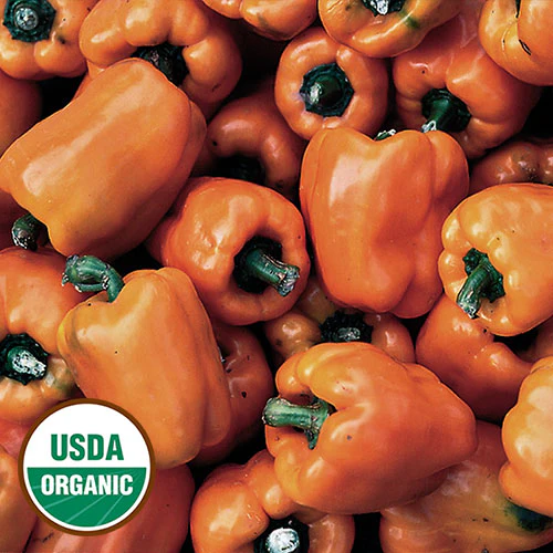 Orange Sweet Bell Pepper