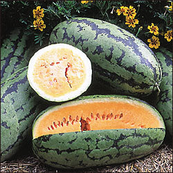 Orangeglo Watermelon