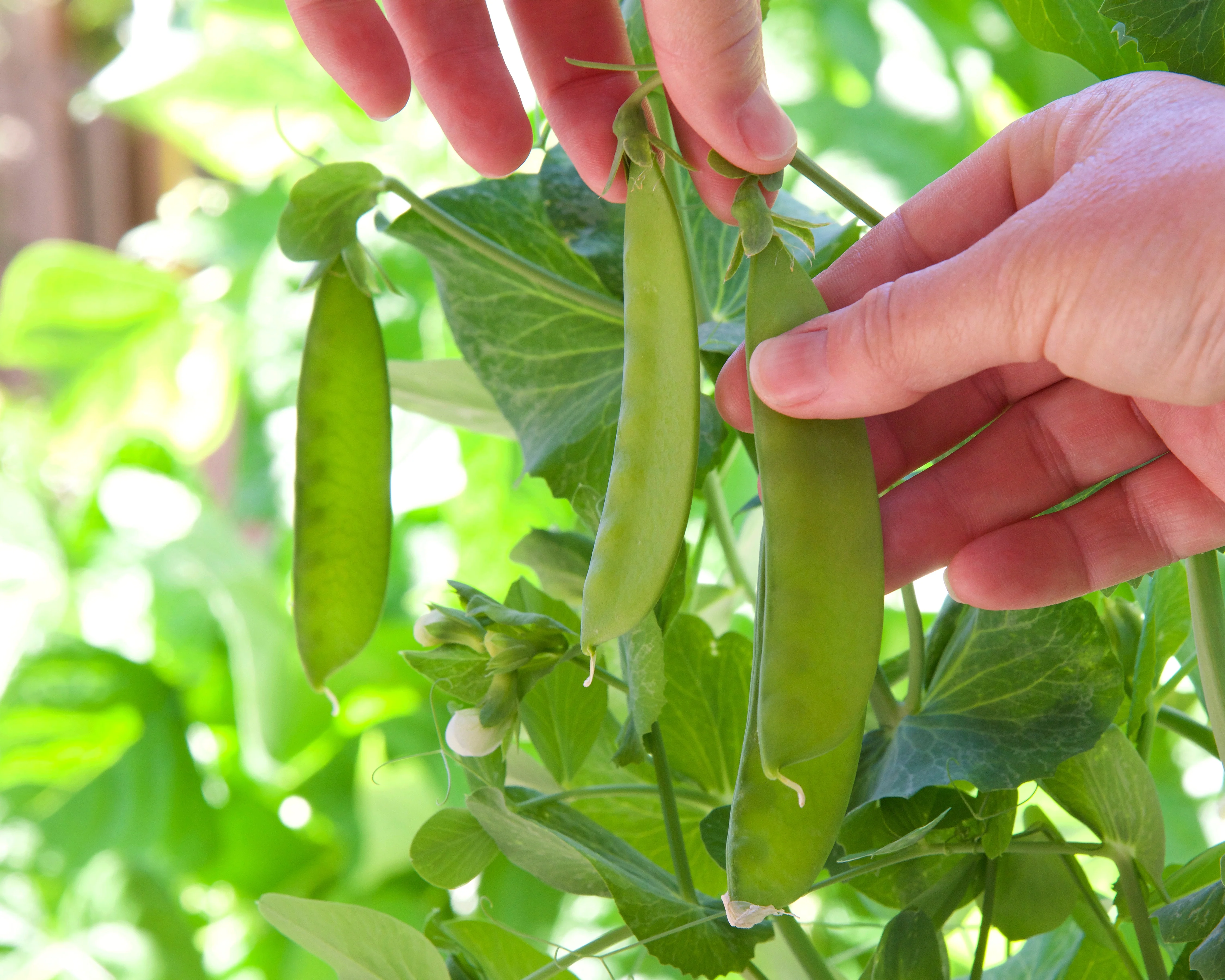 Oregon Sugar Pod II Sugar Pea Seeds