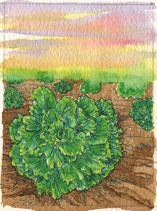 Organic Lettuce Seeds - USDA Black Seeded Simpson (1,000 Seeds) - Image 4