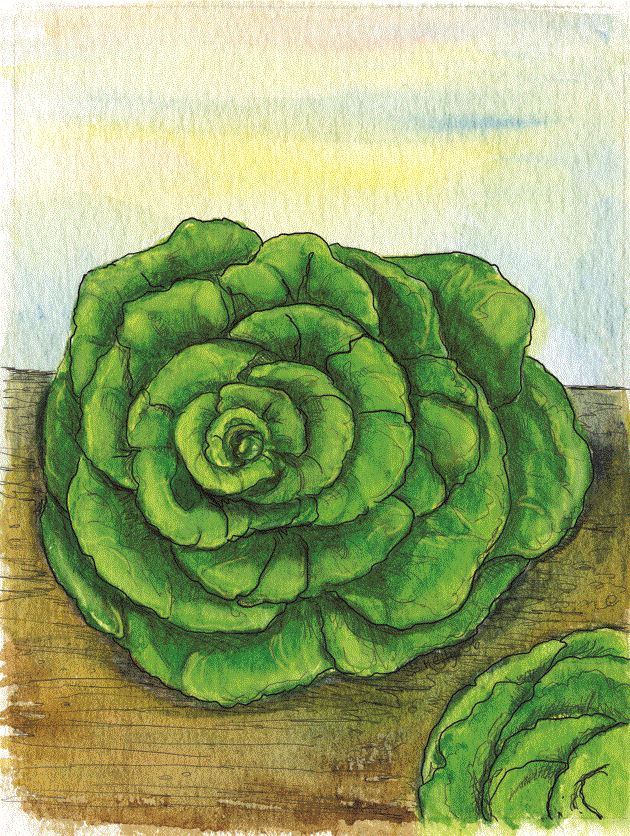 Organic Lettuce Seeds - USDA Buttercrunch (1,000 Seeds) - Image 4