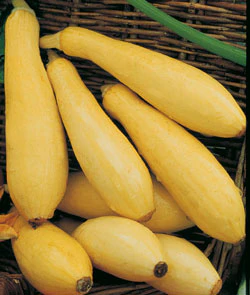 Organic Squash Seeds - USDA Early Prolific Straightneck (30 Seeds) - Image 3