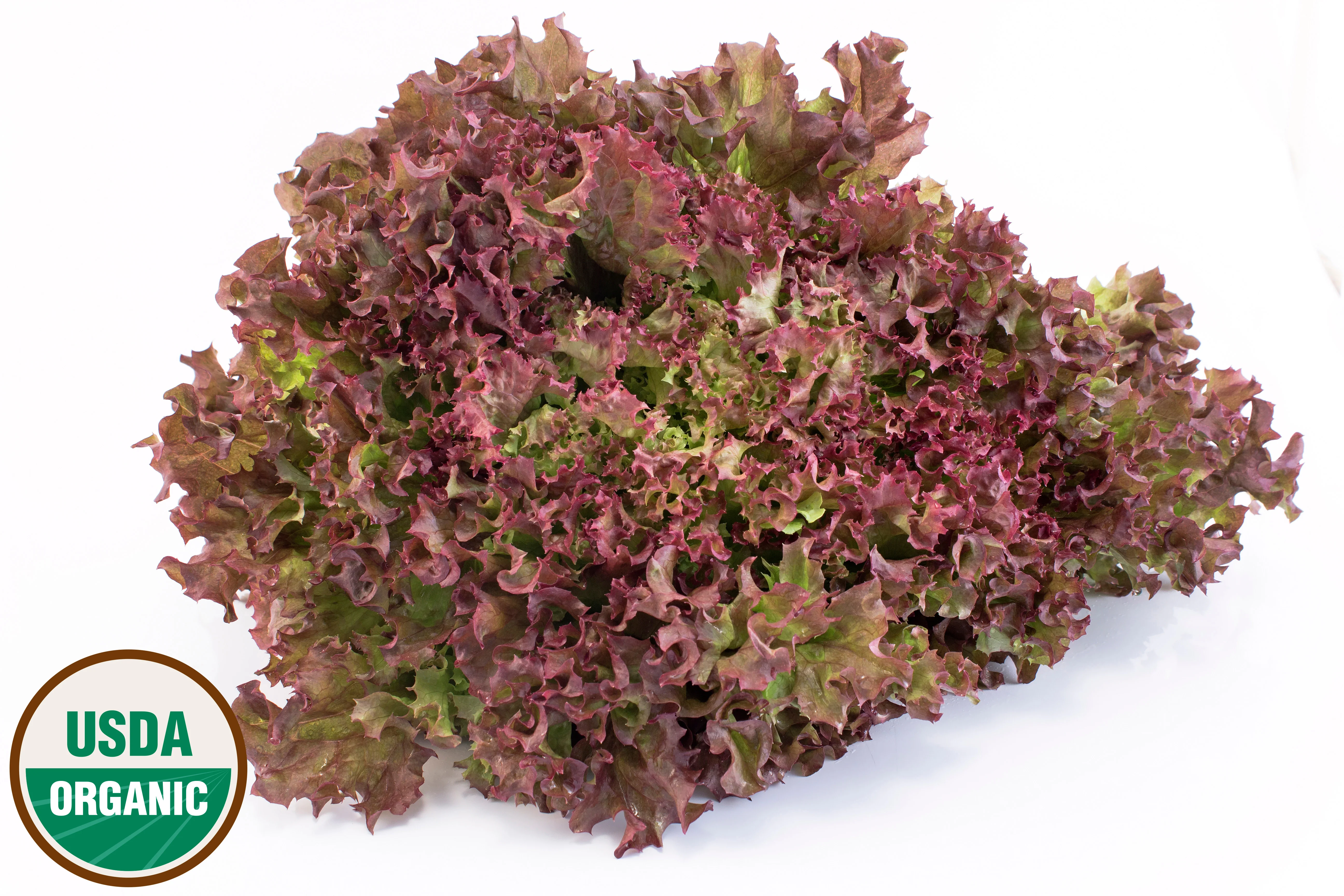 Organic Lettuce Seed - USDA Lolla Rossa (1000 Seeds)