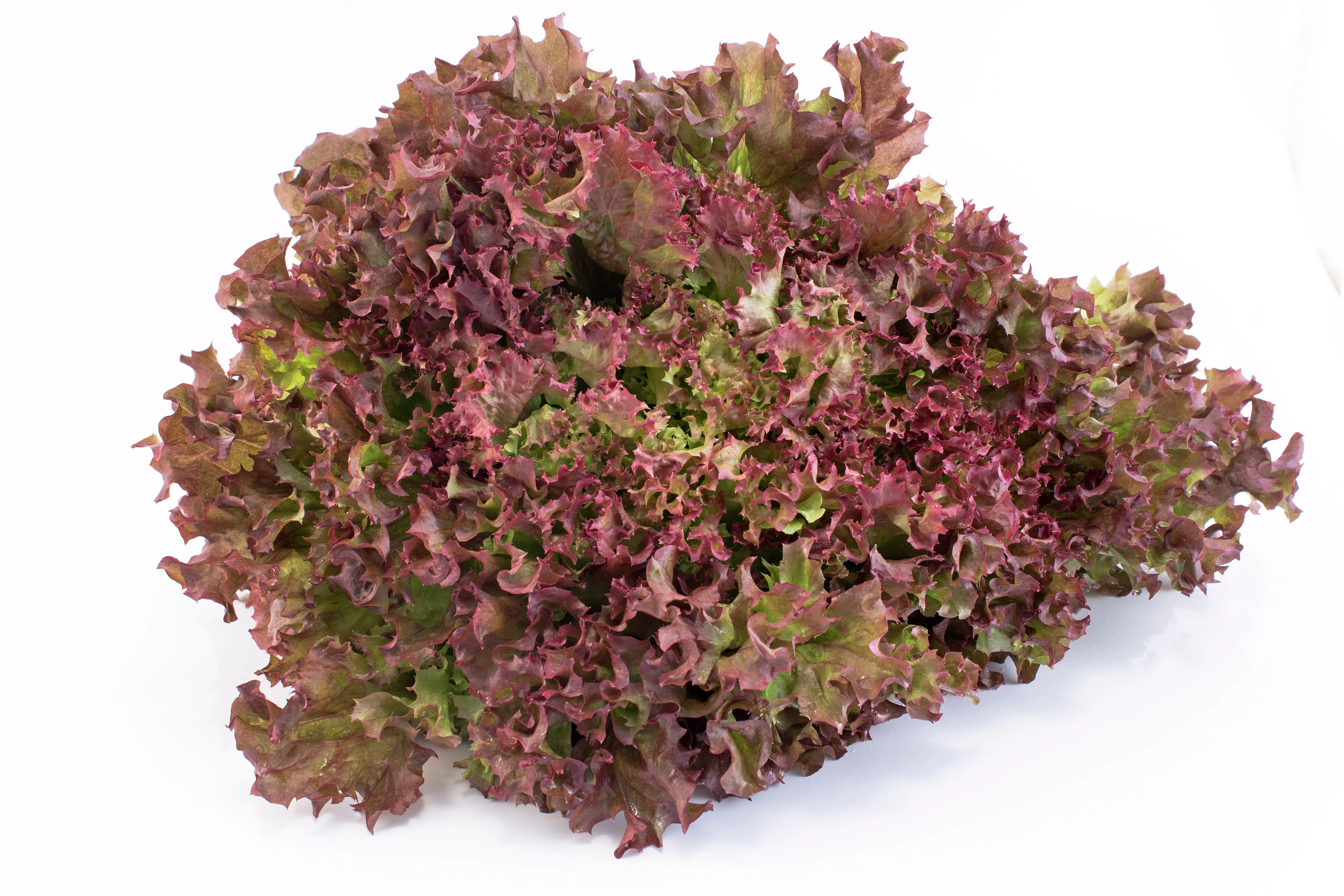 Organic Lettuce Seed - USDA Lolla Rossa (1000 Seeds) - Image 3