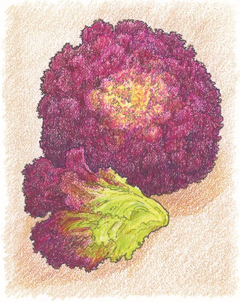 Organic Lettuce Seed - USDA Lolla Rossa (1000 Seeds) - Image 4