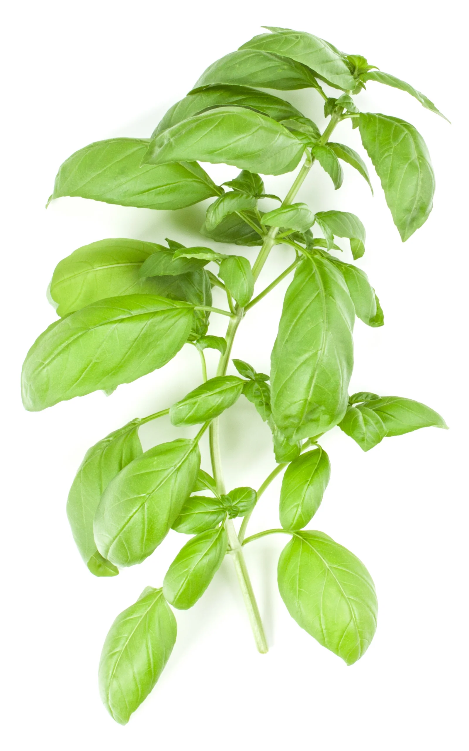 Organic Basil Seeds - USDA Large Leaf Sweet Basil (300 Seeds) - Image 3