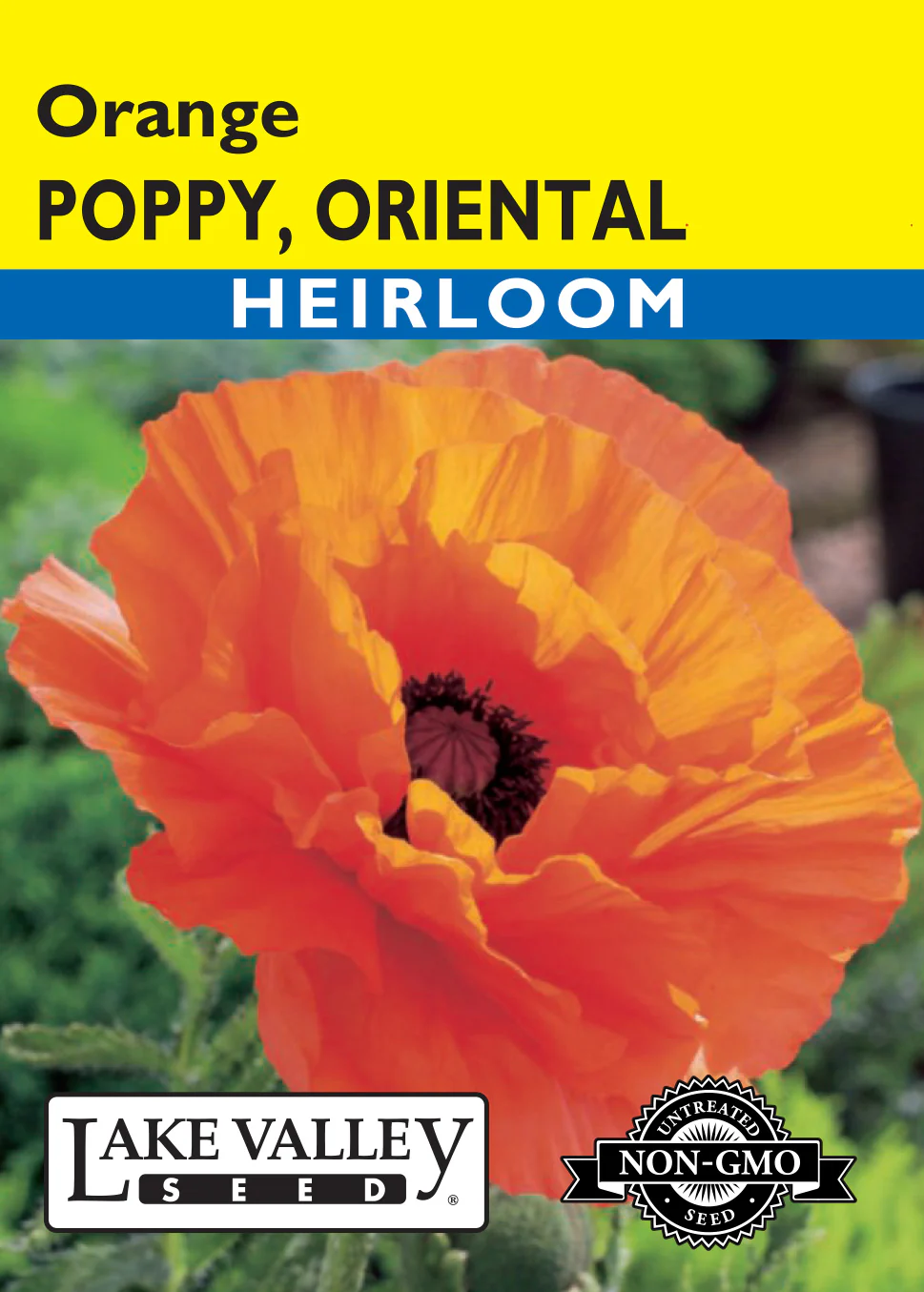 Oriental Orange Poppy