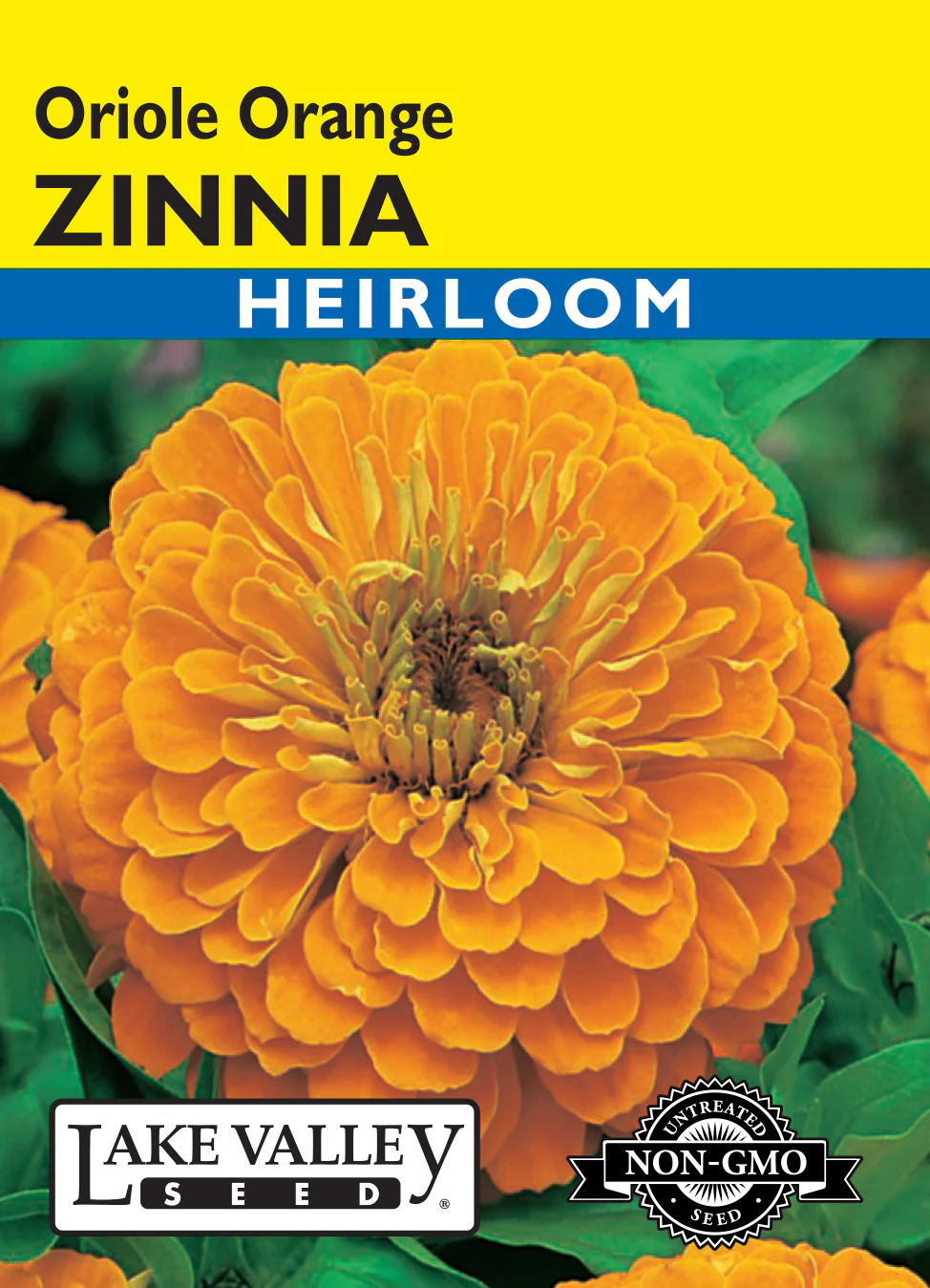 Oriole Orange Zinnia