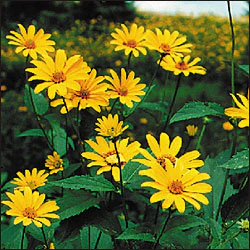 Ox-eye Sunflower