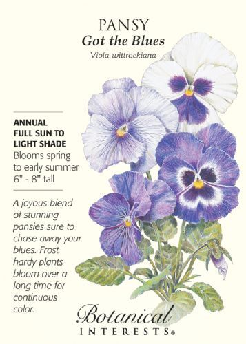 Got The Blues Pansy