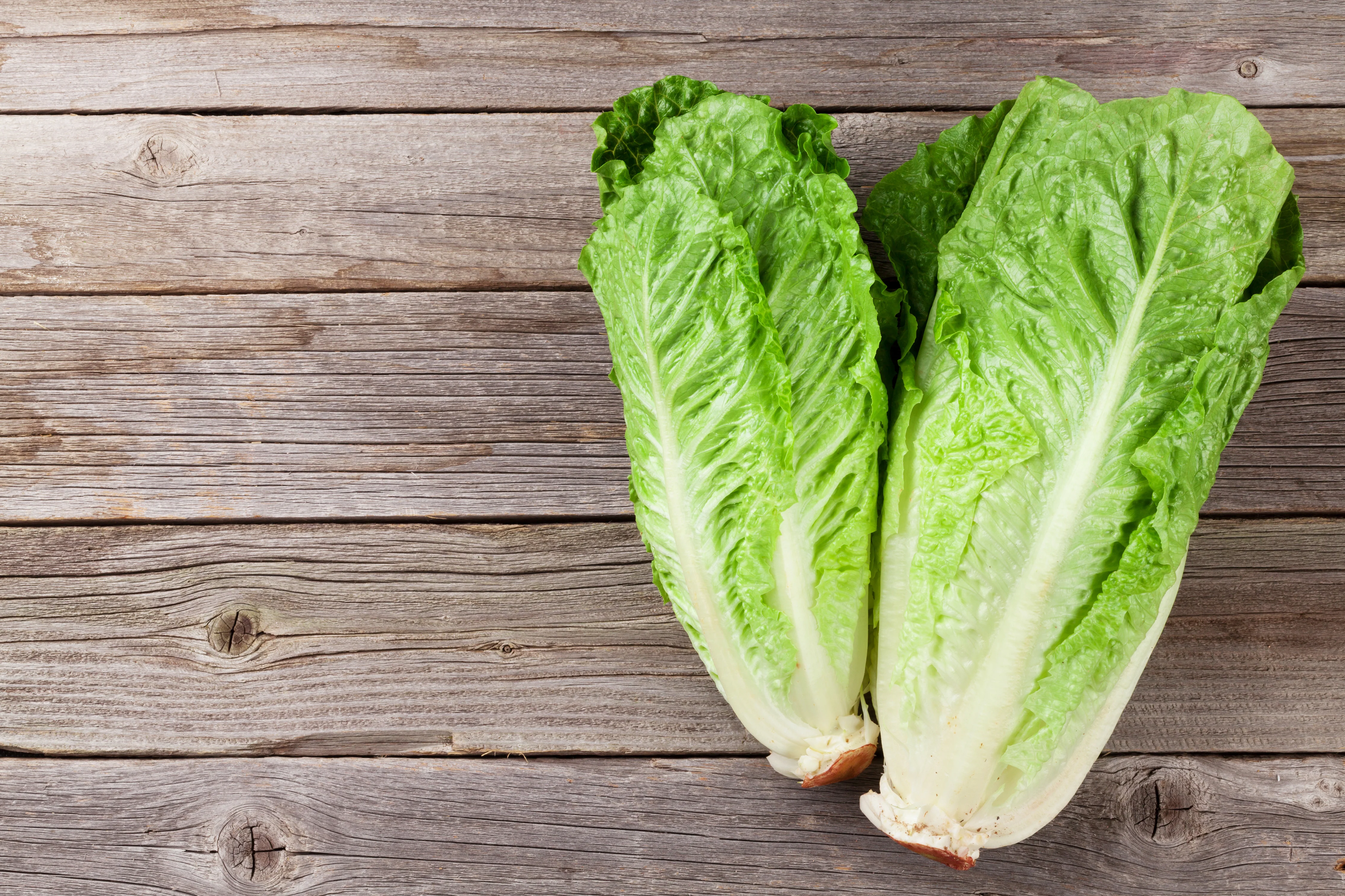 Parris Island Cos Romaine Lettuce Seeds