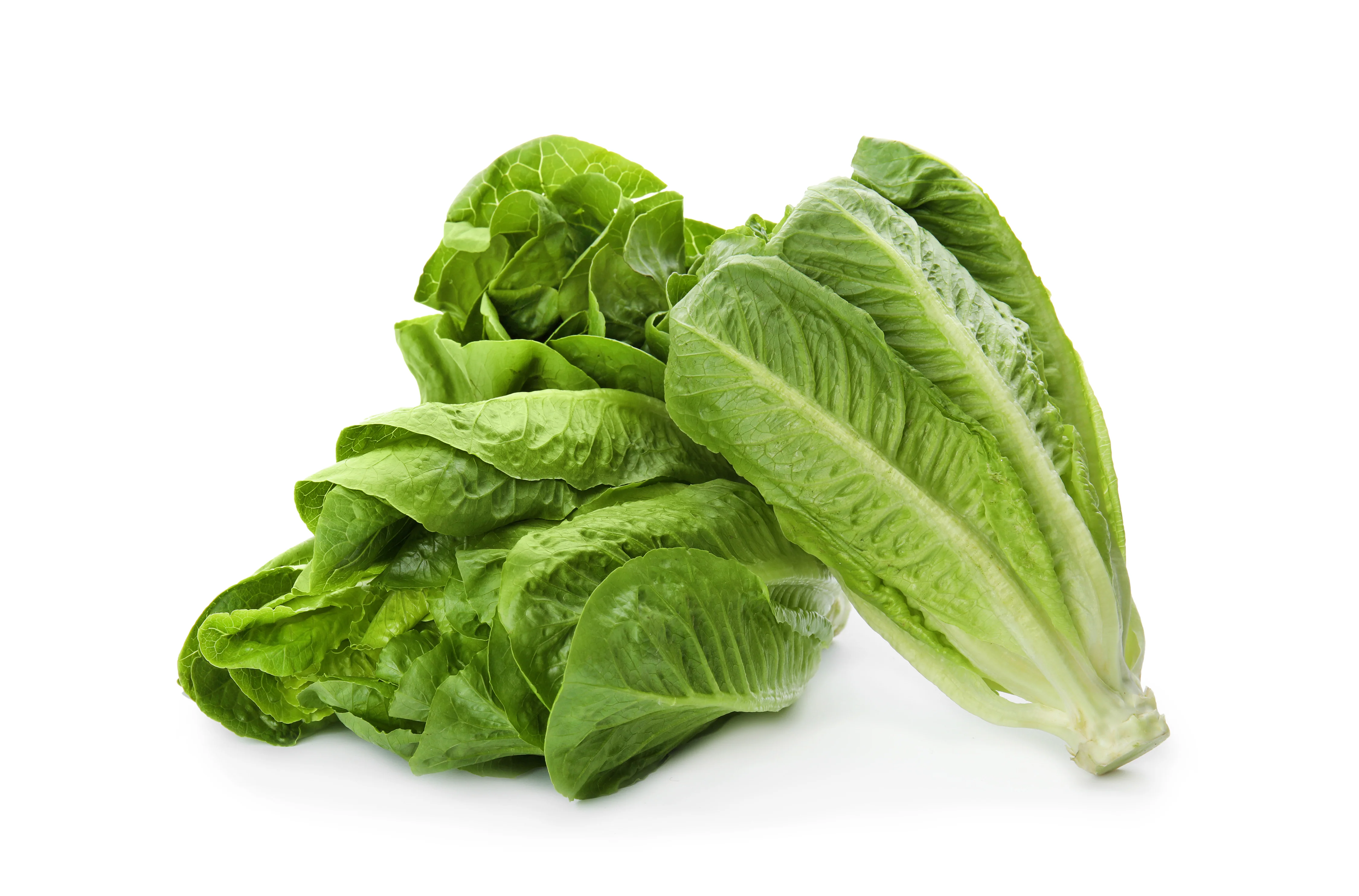 Parris Island Cos Romaine Lettuce Seeds - Image 2