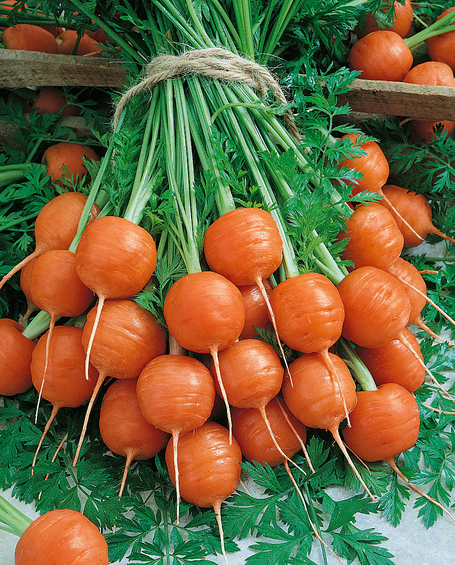 Parisian Carrot (2,000 seeds), Container Collection - Image 2
