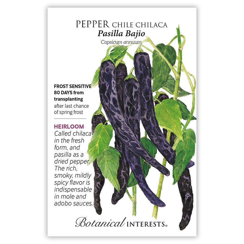 Pasilla Bajio Chile Pepper
