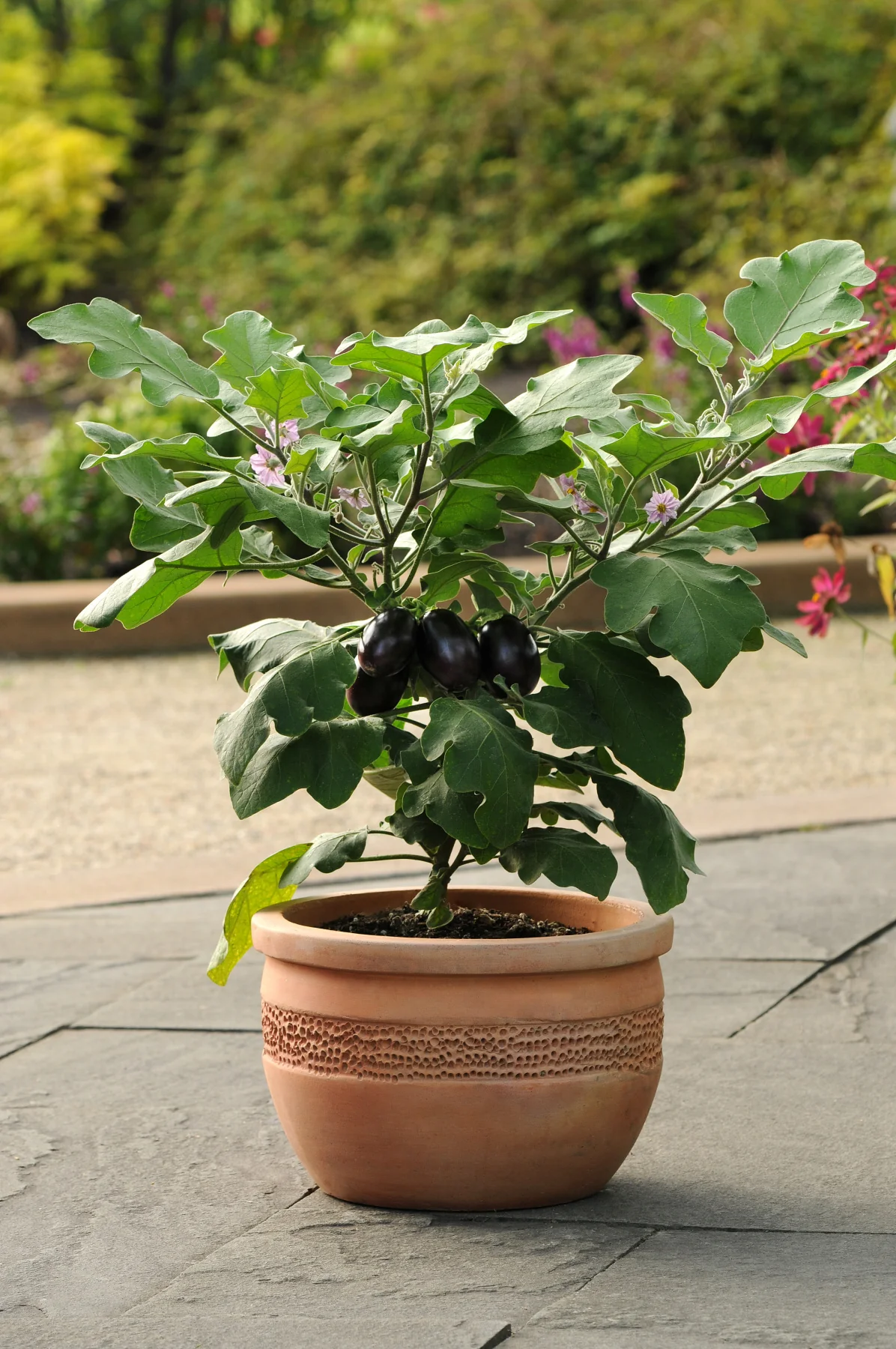 Patio Baby F1 Hybrid Eggplant (10 seeds), Container Collection