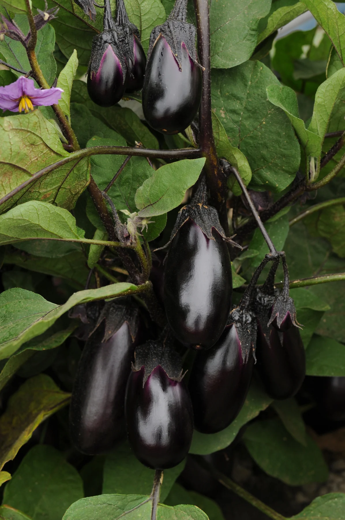 Patio Baby F1 Hybrid Eggplant (10 seeds), Container Collection - Image 3