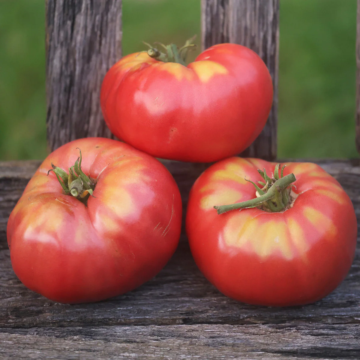 Peg O' My Heart Tomato