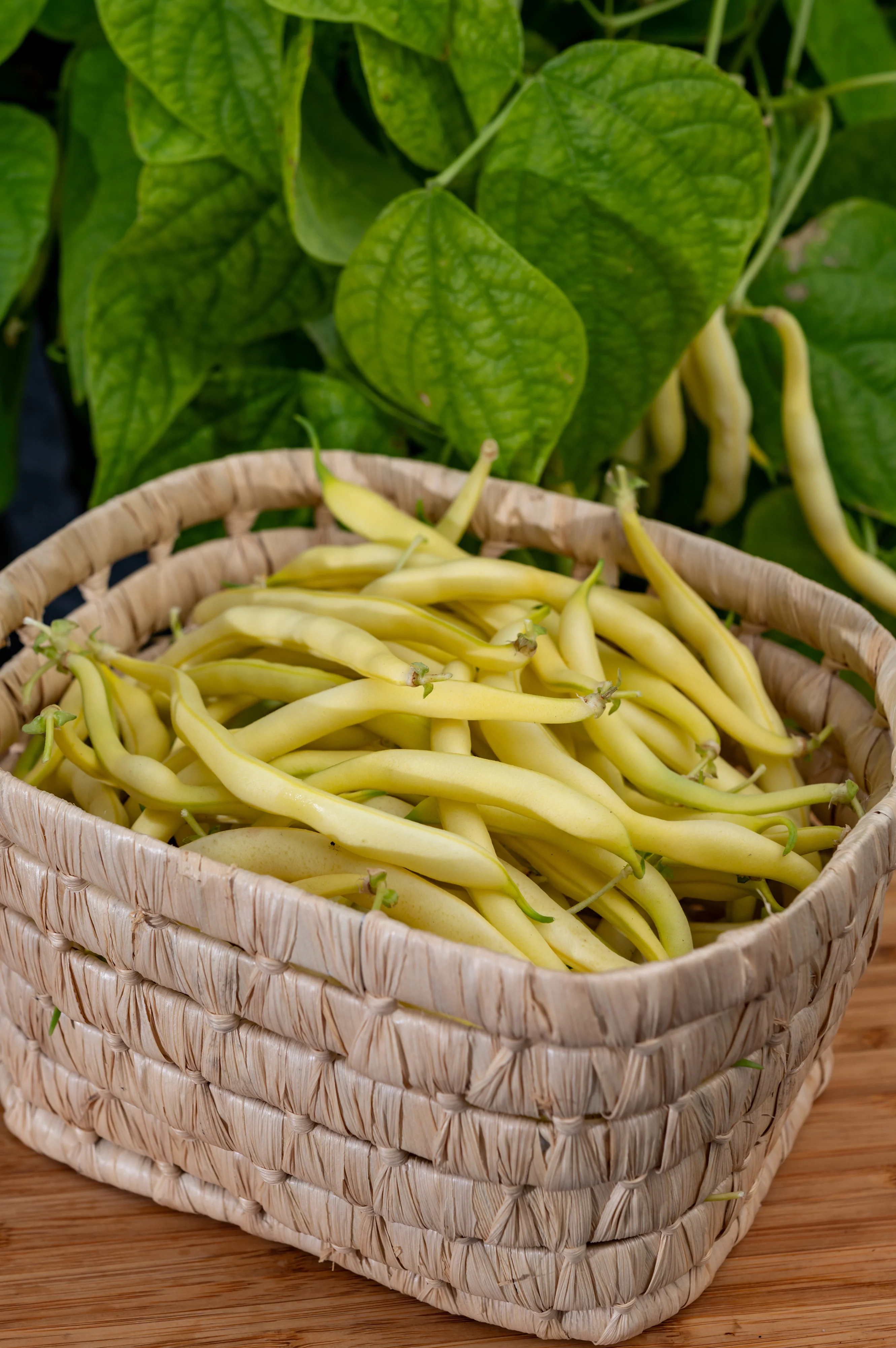 Pencil-pod / Black Seeded Wax Bean Seeds