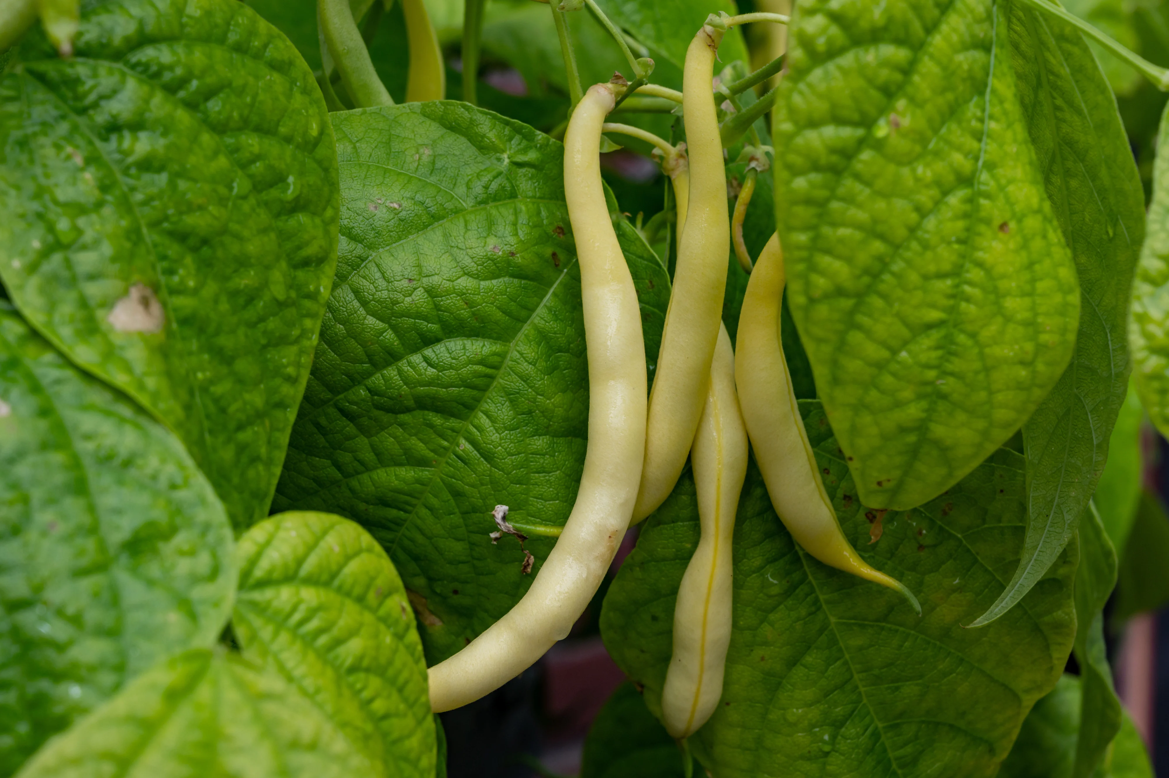 Pencil-pod / Black Seeded Wax Bean Seeds - Image 2