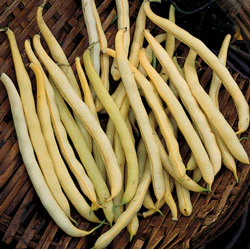 Pencil-pod / Black Seeded Wax Bean Seeds - Image 3