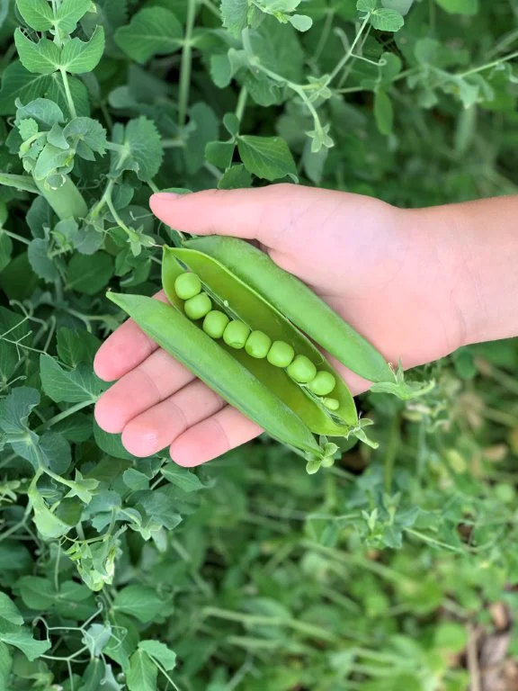 Penelope Pea Seeds