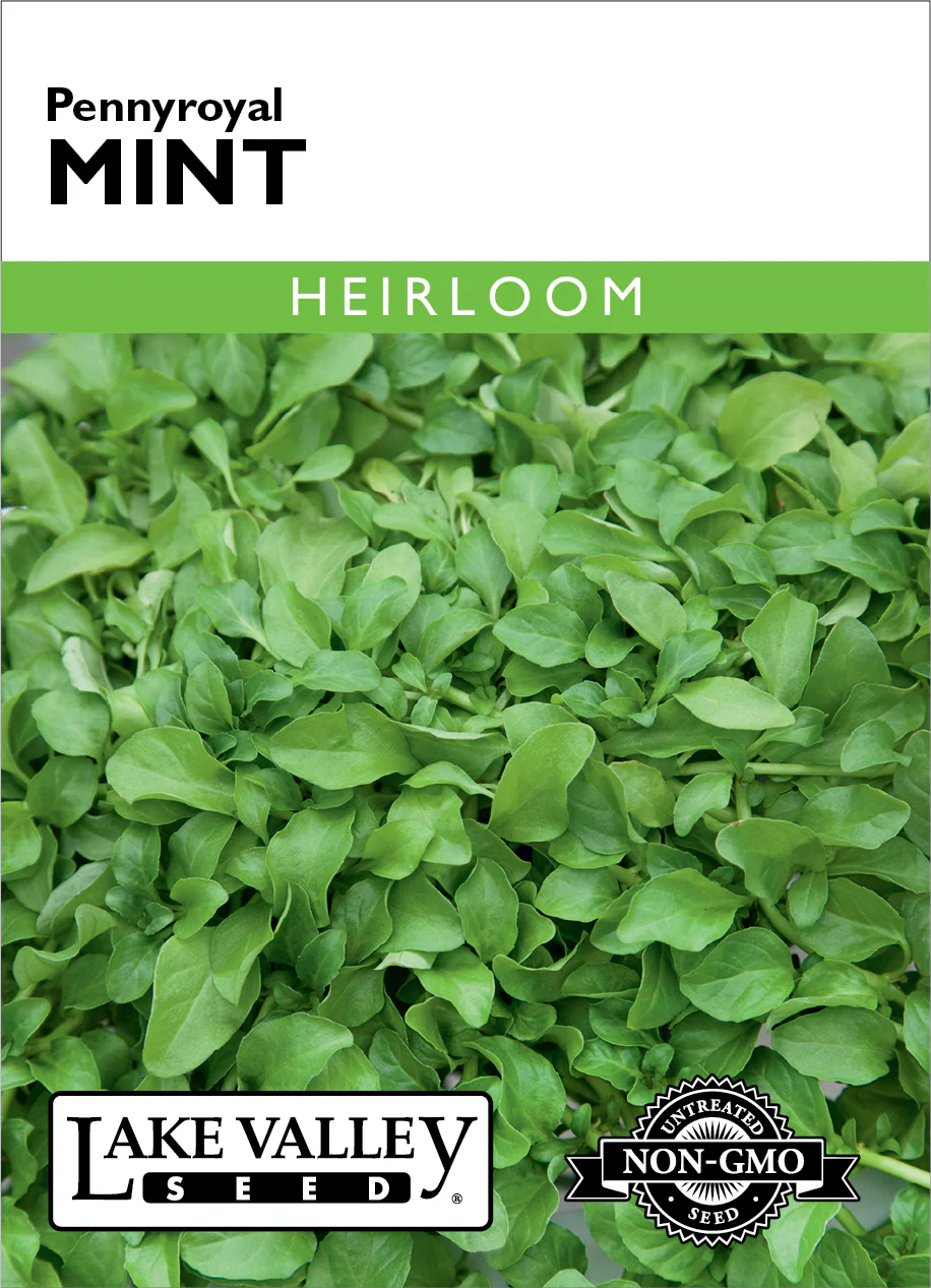 Pennyroyal Mint