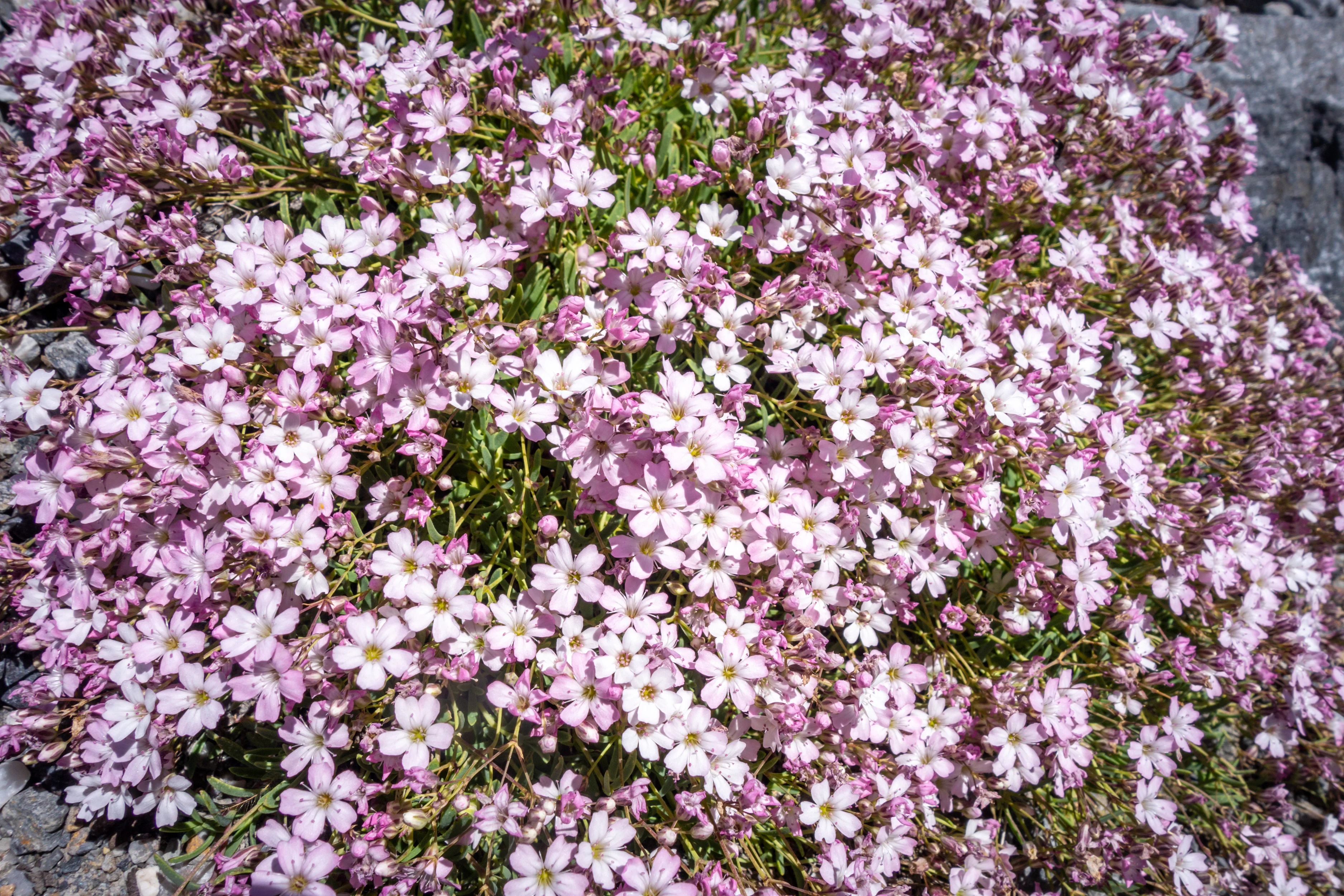 Pink Baby's Breath Seeds