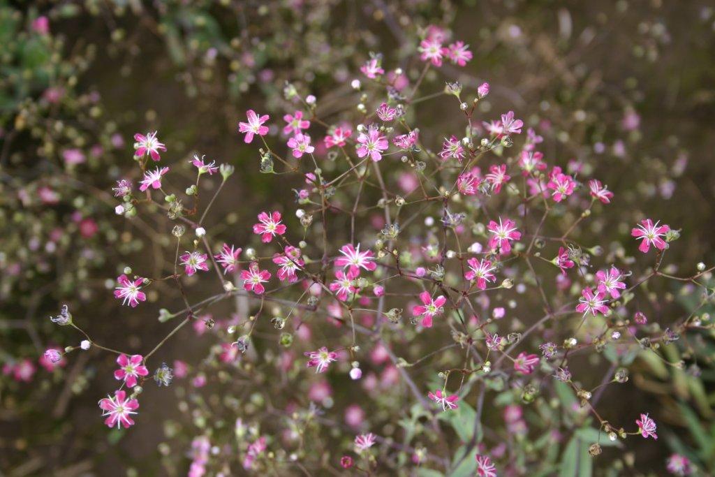 Pink Baby's Breath Seeds - Image 2