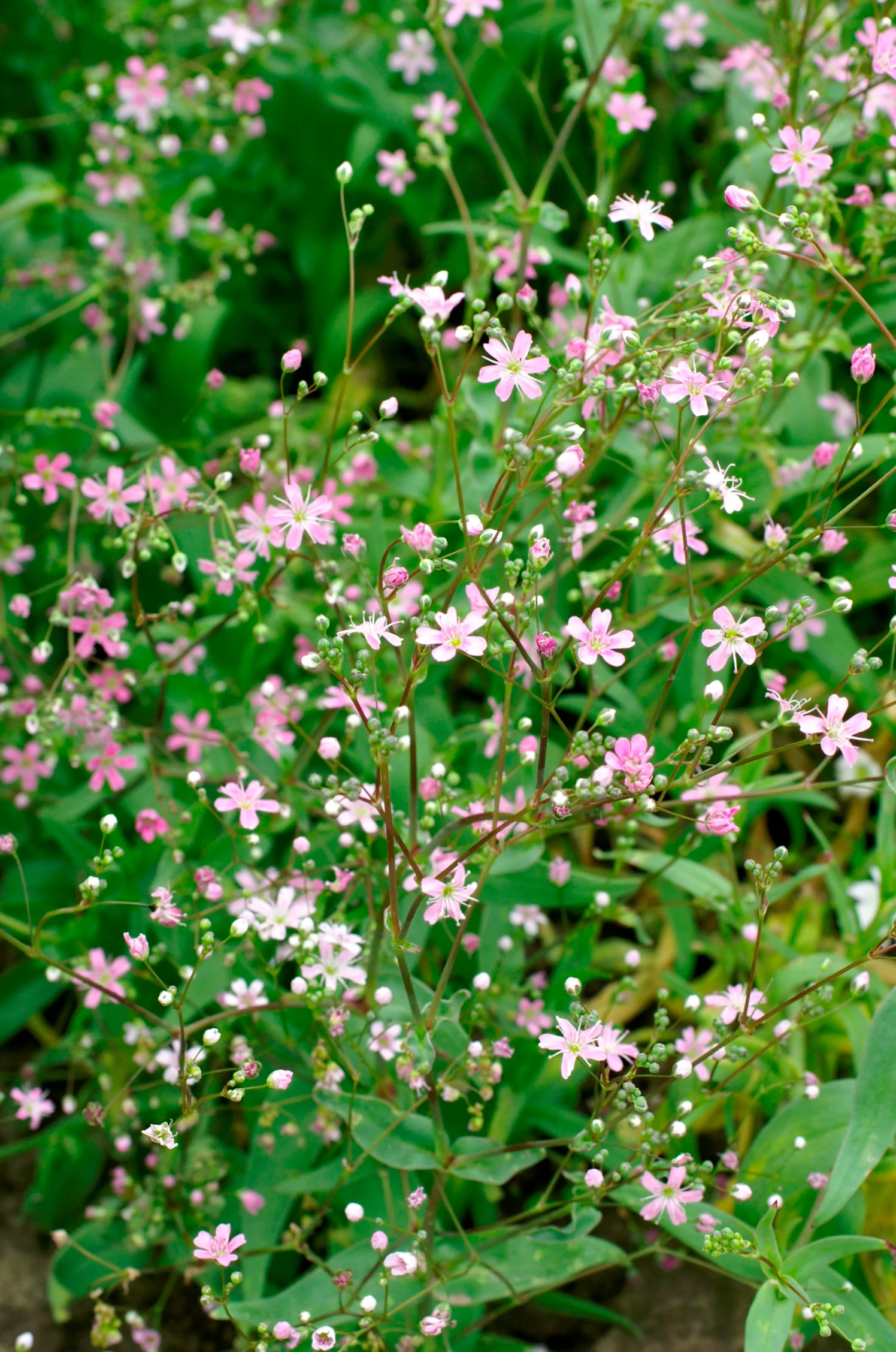 Pink Baby's Breath Seeds - Image 3