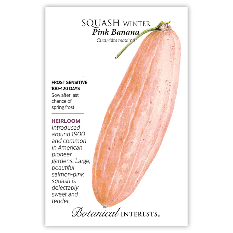 Pink Banana Winter Squash